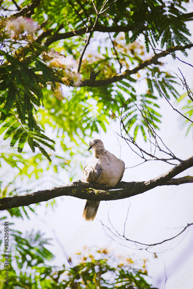 Dove on Persian silk tree (Albizia julibrissin) branch Dove on Persian silk tree (Albizia julibrissin) branch
