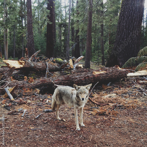 Injured Coyote photo