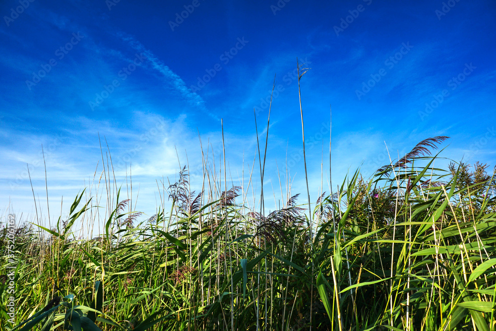 Fototapeta premium Landschaft, Schilf, Himmel, Meer, 