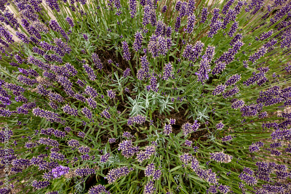 Obraz premium field of lavender