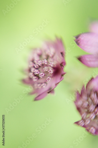 Fleeting Astrantia major Primadonna flowers photo