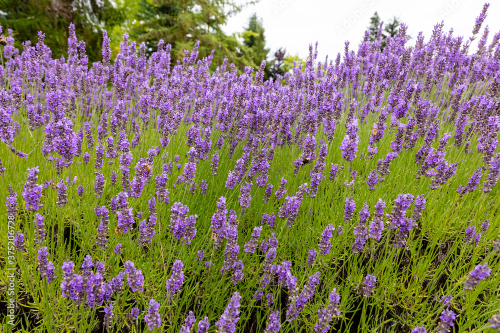 Obraz premium field of lavender flowers
