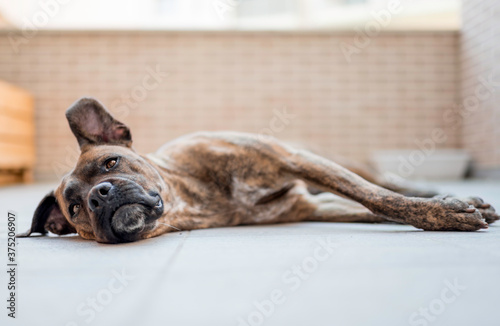Dog laying down