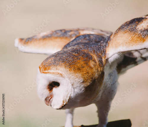 Barn Owl photo