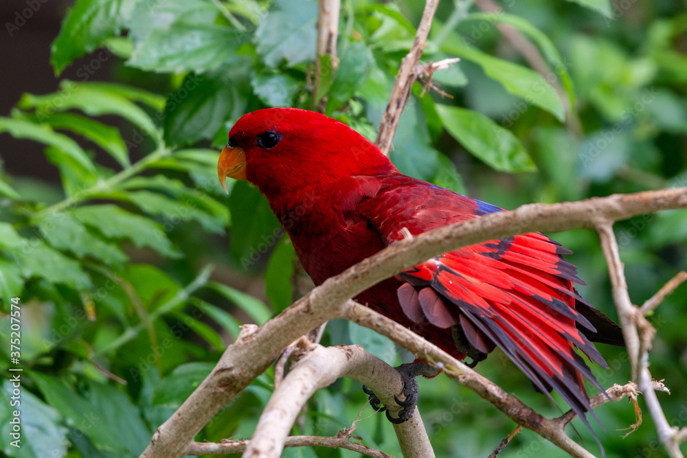 Ταπετσαρία The red lory (Eos bornea) perched in the rainforest tree fanning feathers on a tree branch, a species of parrot in the family Psittaculidae