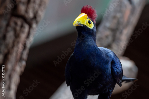 A Ross's turaco in the trees or Lady Ross's turaco (Musophaga rossae) is a mainly bluish-purple African bird of the turaco family, Musophagidae photo