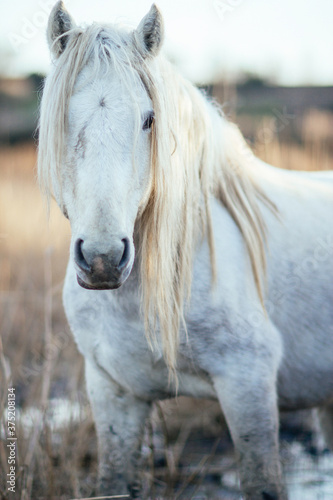 Wild horse looking at the camera