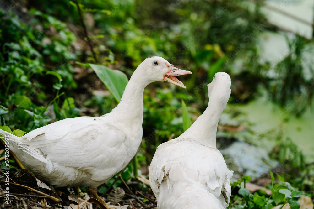 white ducks 