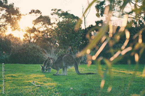Canvas Print wild kangaroos in the park