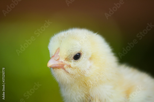 Close up yellow chick on the farm