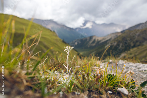 Rare edelweiss flower high up in the mountains