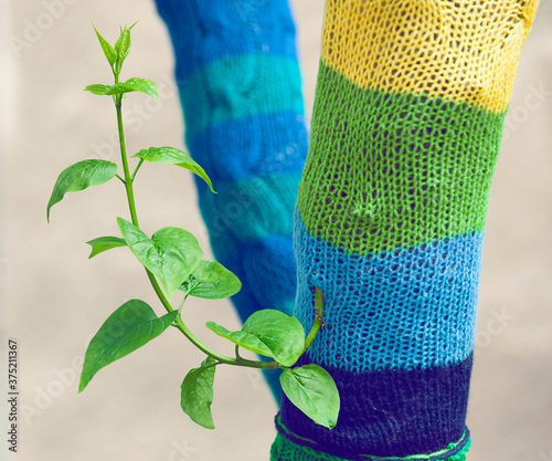 Yarn bombing - Tree photo