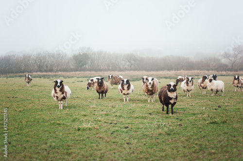 Jacob sheep standing in a field on a foggy day