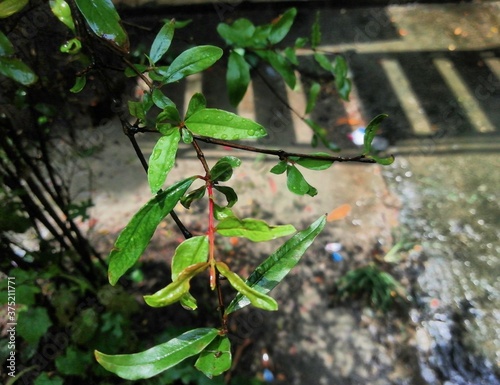 Leaves on the water © Md Jubaear Hossain