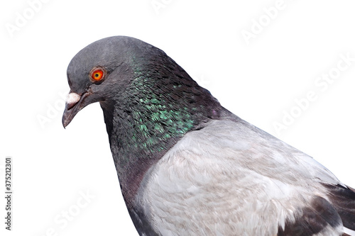 portrait of a beautiful pigeon on a white