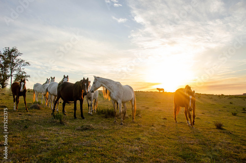 Fototapeta Naklejka Na Ścianę i Meble -  Herd of horses on the pasture
