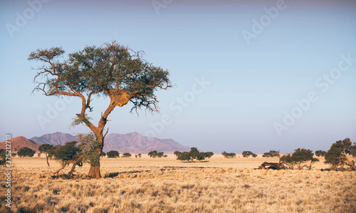 Namib Desert tree with a sociable weaver nest