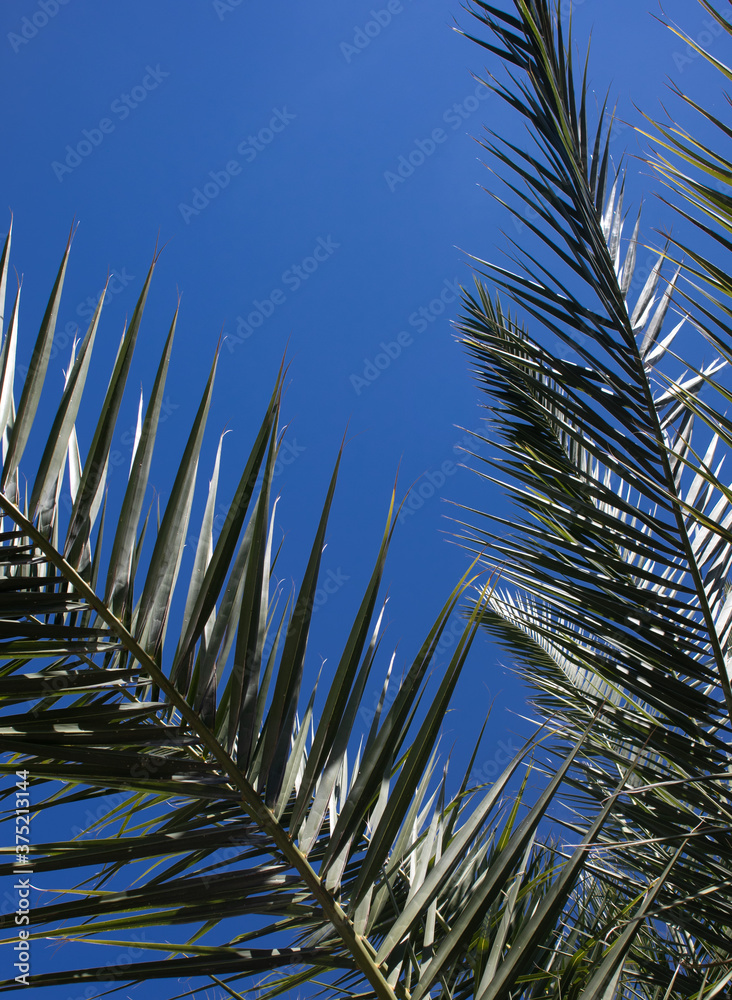 Liść palmowy na tle nieba - obrazy, fototapety, plakaty 