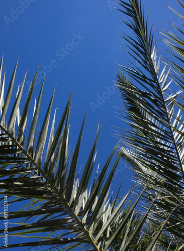 Liść palmowy na tle nieba
