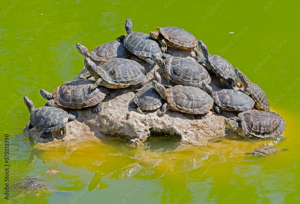 turtles basking and swimming in the sun turtles basking and swimming in the sun