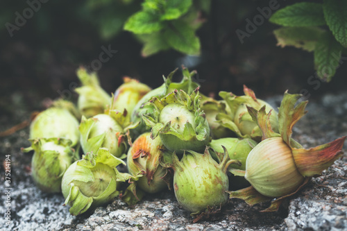 Freshly picked hazelnuts with their green leaves on a stone wall