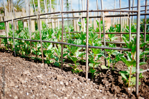 Broad bean plants growing in a garden