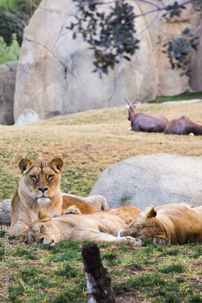 Fototapeta premium Three lionesses resting at sunset in Valencia, Spain