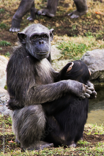 Black mother chimpanzee feeding her baby monkey in Valencia, Spain