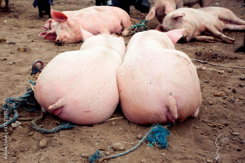 Two lazy pigs with big butts lying in the dirt