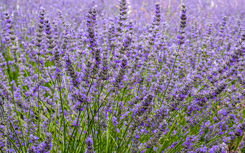 Growing lavender flowers in the field