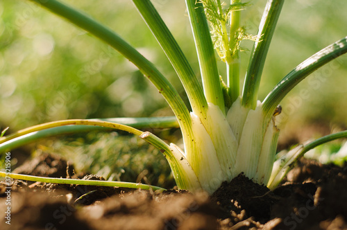 close-up of fennel, growing