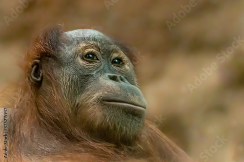 a portrait of a young orangutan © Ralph Lear