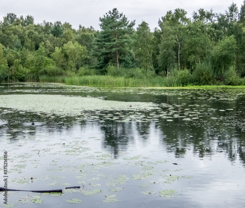 Views around Lancashire Wildlife Trust Reserve at Meresands Wood, Lancashire. August 2020 Views around Lancashire Wildlife Trust Reserve at Meresands Wood, Lancashire. August 2020