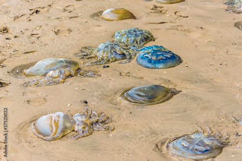 Jellyfish on the beach at Llansteffan, Wales in the summertime photo