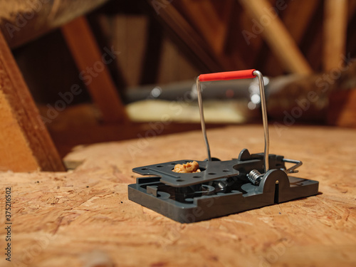 Εκτύπωση καμβά Baited exterminator snap mouse trap in residential attic
