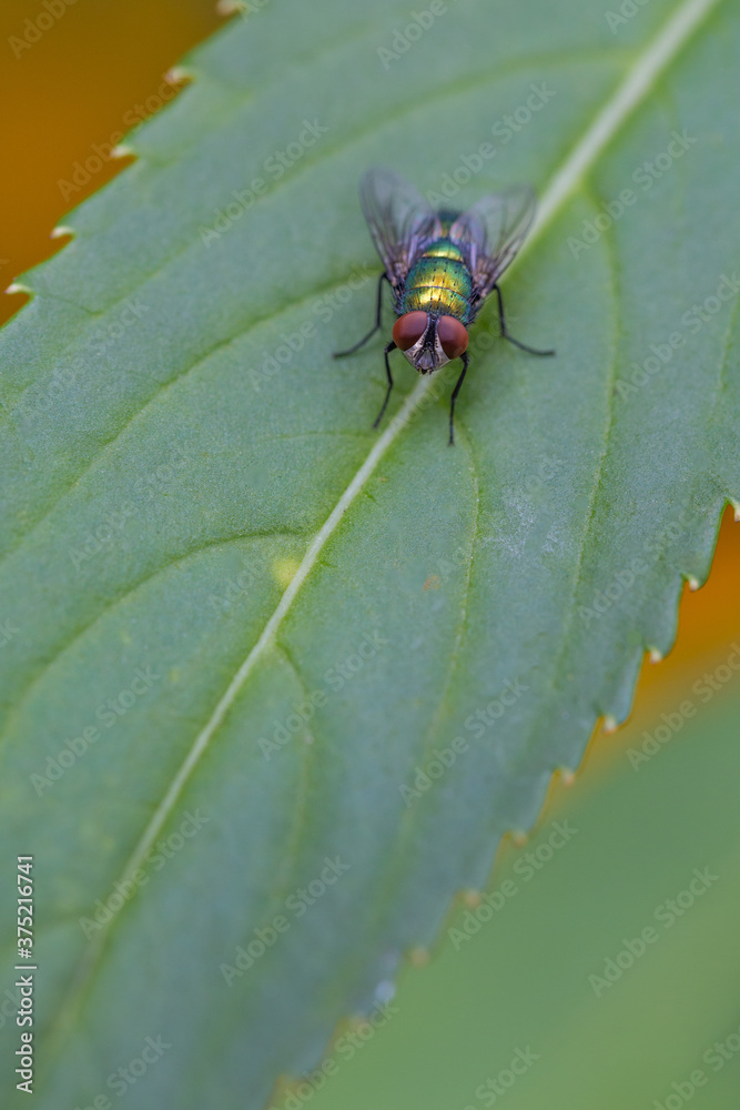 A fly on a leaf A fly on a leaf