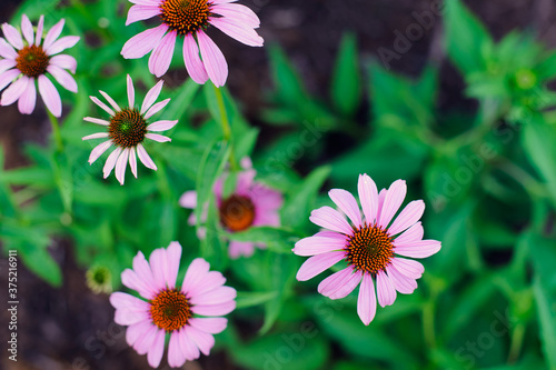 Pink & Purple Coneflower photo