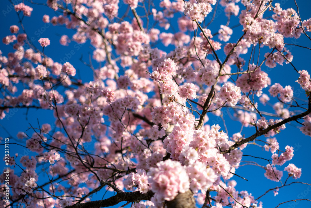 Cherry Blossoms Zürich Waid