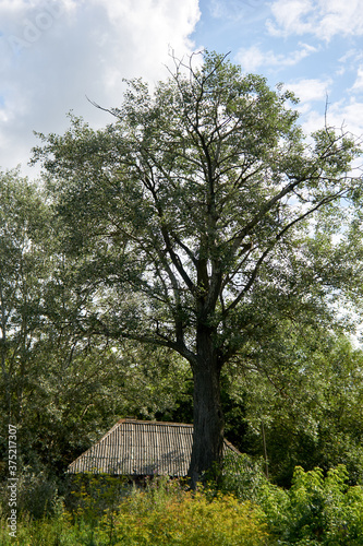 Old poplar in the village