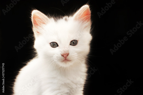 White cat on a black background. The kitten looks into the camera close up. A pet