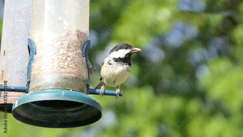 Naklejka premium Coal Tit feeding from a Tube Feeder on bird table