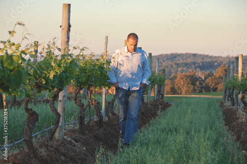 man walking between grape vines photo