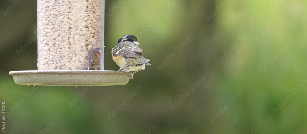 Fototapeta premium Coal Tit feeding from a Tube Feeder on bird table
