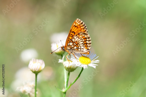 Heath fritillary butterfly on daisy fleabane wildflower in summer fields, selective focus © dmf87