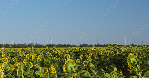 A field of yellow-green sunflowers and working windmills on the horizon. Green energy in action.