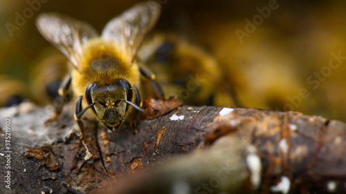 Honeybee © Daniel