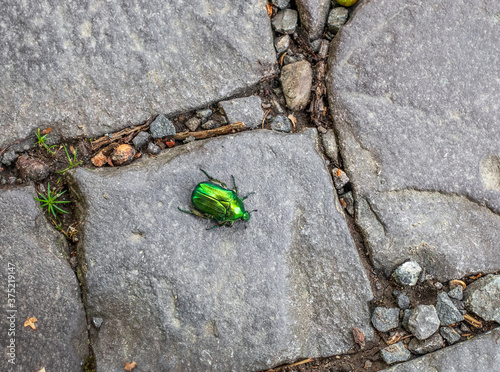 Canvas-taulu Green rose chafer beetle crawling along cobbled road
