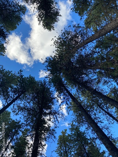 Clear blue sky with tall trees