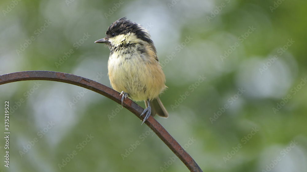 Naklejka premium Coal Tit sitting on a gate in a wood UK