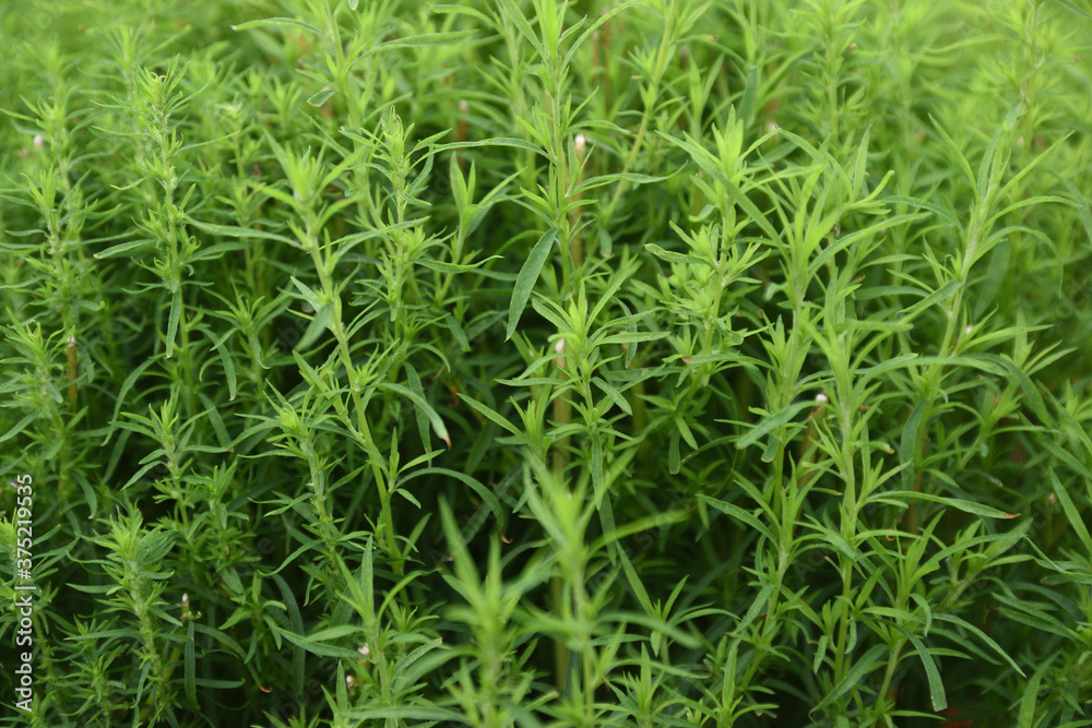 Dense juicy grass on a flowerbed of a city park Dense juicy grass on a flowerbed of a city park